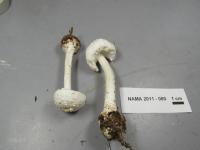 Amanita abrupta image