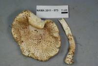 Amanita atkinsoniana image