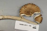 Amanita borealisorora image