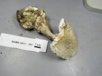 Amanita cinereoconia image