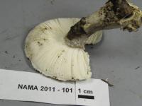 Amanita cinereoconia image