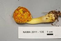 Amanita flavoconia image