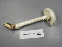 Amanita subcokeri image