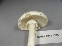 Amanita subcokeri image