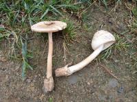 Amanita whetstoneae image