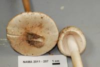 Amanita whetstoneae image