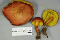 Boletus campestris image