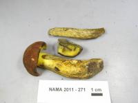 Image of Boletus oliveisporus