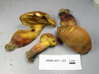 Image of Boletus pseudosensibilis