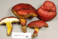 Boletus roodyi image