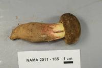 Image of Boletus roseipes