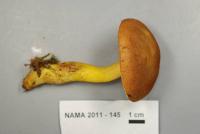 Boletus roxanae image