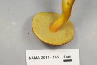 Boletus roxanae image