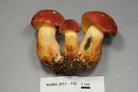 Image of Boletus sensibilis