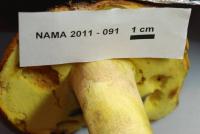 Boletus speciosus image