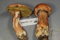 Boletus subcaerulescens image