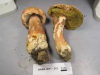 Boletus subcaerulescens image