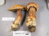 Boletus subcaerulescens image