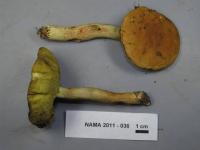 Boletus subglabripes image