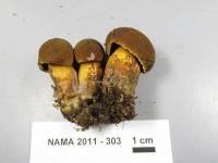 Image of Boletus vermiculosus