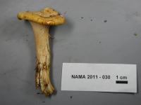 Cantharellus cibarius image