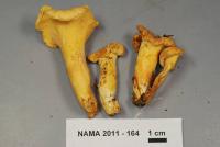 Cantharellus lateritius image