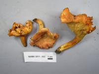 Cantharellus persicinus image