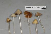 Conocybe apala image