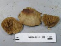 Crepidotus applanatus image