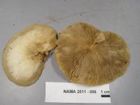 Crepidotus malachius image