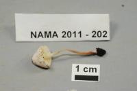 Cystolepiota sistrata image