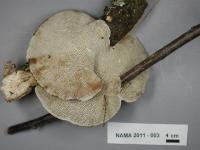 Daedaleopsis confragosa image