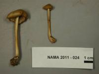 Entoloma strictius image