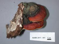 Fomitopsis pinicola image