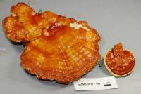 Ganoderma lucidum image