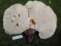 Ganoderma tsugae image