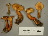 Hygrophoropsis aurantiaca image