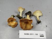 Clitocybe gibba image