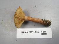 Lactarius camphoratus image