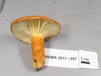 Lactarius hygrophoroides image