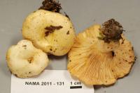 Lactarius maculatipes image