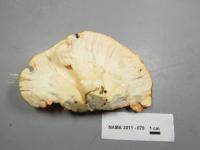 Laetiporus cincinnatus image