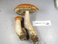 Leccinum aurantiacum image