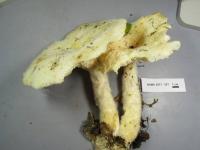 Lentinus levis image