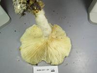 Lentinus levis image