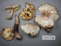 Leucoagaricus americanus image