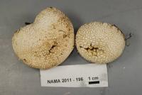 Lycoperdon marginatum image