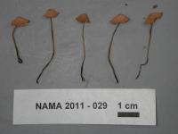 Marasmius siccus image