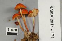 Marasmius sullivantii image