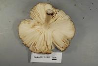 Megacollybia rodmani image